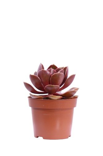 Pianta echeveria magic red - pianta,