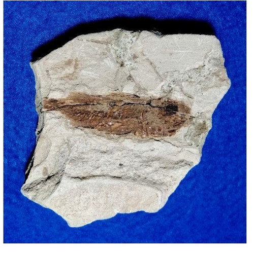 Pesce fossile clupea - fossile, sp.