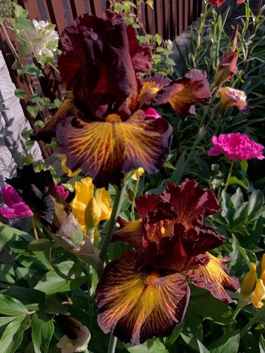 Iris alta barbuta - , 'estate