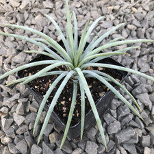 Agave Tenuifolia Blue Agave