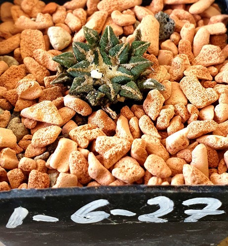 Ariocarpus kotschoubeyanus - , a