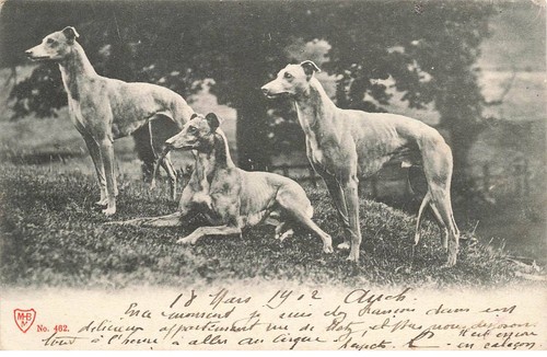 Animali al000770 cani - animali, ao#al000770