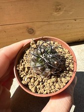 Copiapoa griseoviolacea, Own Roots, 2.6 cm, 5.5 Cm Pot, Not Ariocarpus