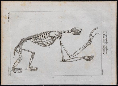 1825 scheletro un - -,