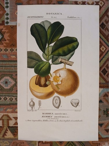 Botanica mammea americana - americana, /