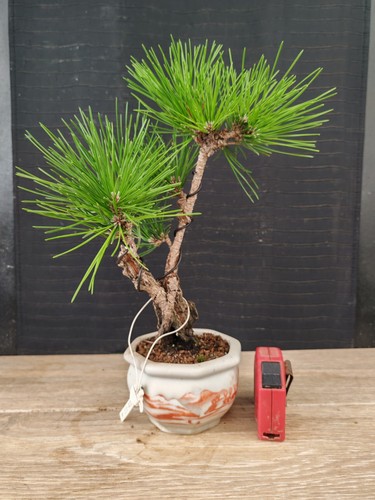 Bonsai pino nero corticosa - bonsai, di