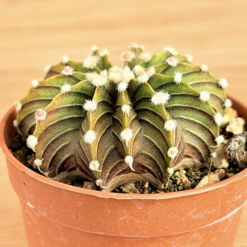 Gymnocalycium frederichii - , cv