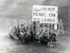 Foto vintage UK, Cuccioli di tigre sull'erba, stampa 21x15 cm