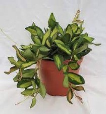 Pianta di Hoya DS 70 Hoya