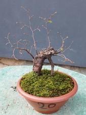 Bonsai Olmo Campestre In Vaso