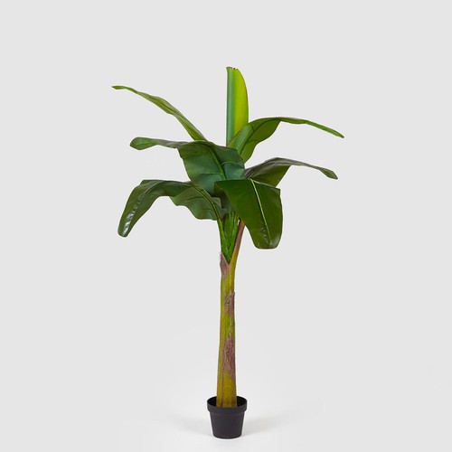 Edg enzo gasperi pianta - edg,