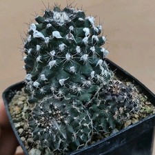 Copiapoa humilis AWC 85 (4 km
