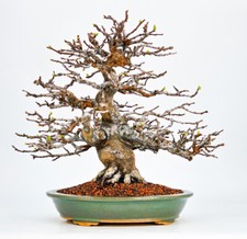 Bonsai di Cotogna - Pseudocydonia sinensis 27 cm