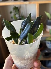 Microsorum THAILANDICUM - Blue