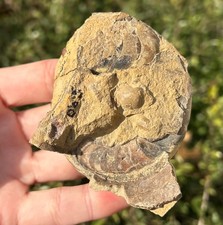 Texas Fossil Goniatite Rare