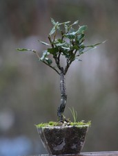 Prebonsai Quercia  (57)