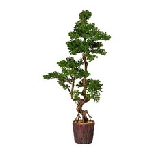 Bonsai Larice, Ca 155cm