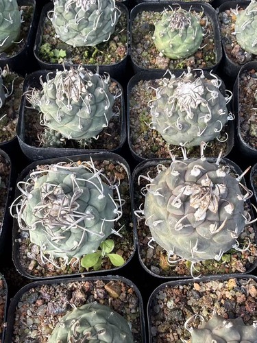 5pcs turbinicarpus cactaceae - 5pcs,