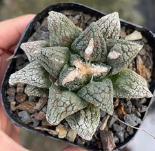 Sale Rare Cacti Ariocarpus Fis