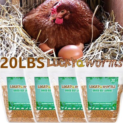 Soldatino nero essiccato - , 20