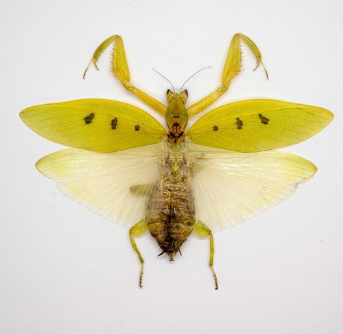 Mantidae orchidea mantide - mantidae, -orchidea