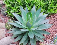 10 semi di agave attenuata subsp. dentata, piante grasse,seed succulents