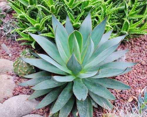 Semi agave attenuata - semi,