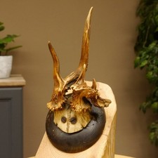 Capriolo Grandi Cervi Bock