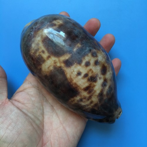 133 cypraea - 133,3, mm