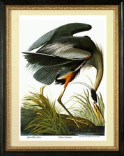 Audubon Grande Airone Blu