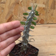 Alluaudia procera Vaso 5 cm