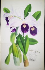 1881, J.N. FITCH DOPPIA PAGINA PIEGATO ANTICO ACQUERELLO ORIGINALE SU ORCHIDEE WNP