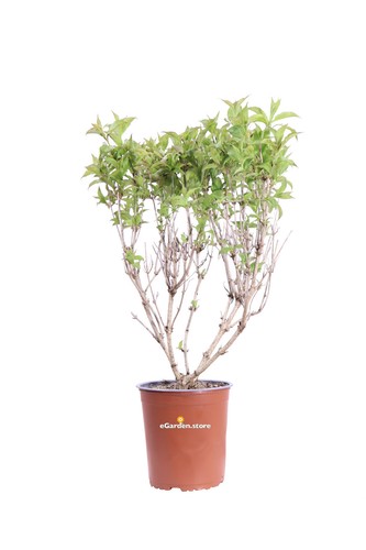 Pianta weigela cespuglio - pianta,