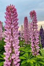 Grappolo foglie di lupino