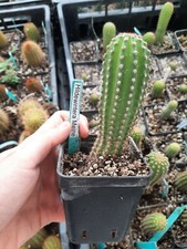 Hildewintera 3 plant rare plant /no echinopsis 