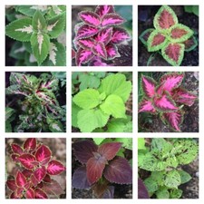 Semi coleus coltivati - semi,