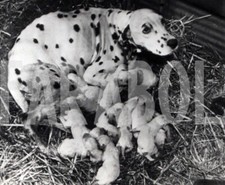 Foto vintage Animali,  mamma dalmata e 15 cuccioli, 1950, stampa 18 x 12 cm