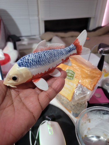 Statuina pesce carpa asagi - statuina,