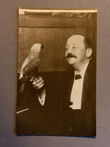 Parrot polly and scott - polly, 40