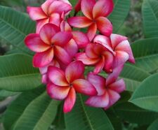 Pianta di frangipani -