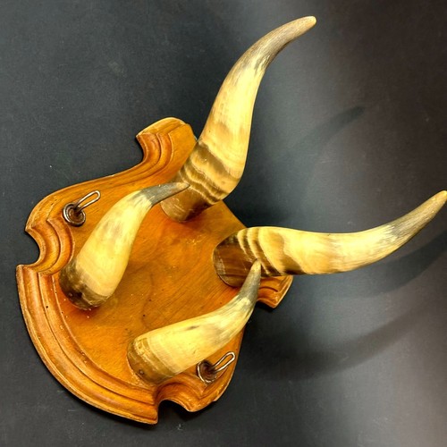 1890 antique bull cow horn - bull,