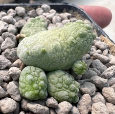 Pseudolithos caput-viperae