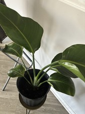 Uccellino del Paradiso