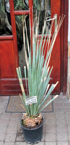 Dasylirion cedrosanum dal