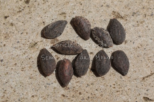 Pino aleppo pinus - d'aleppo,