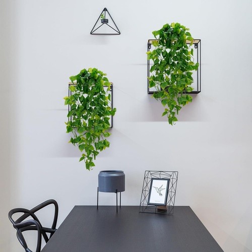 Pianta finta per - vite, pothos
