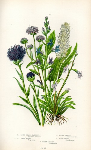 Stampa botanica antica - botanica, 1899