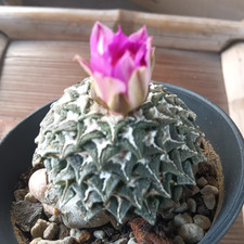 1pz Ariocarpus kotschoubeyanus