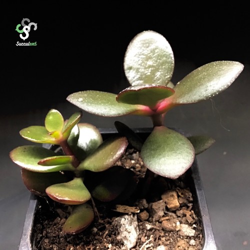 Suculenta crassula - 7, cm