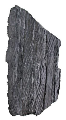 Carbonio grande tronco - , di